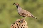 Arizona-Santa Cruz County Male Gambels quail on cactus skeleton Art Print